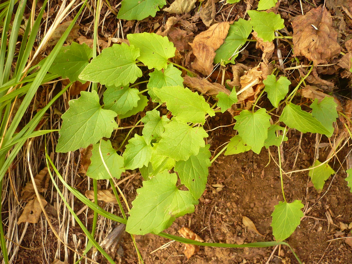 Valeriana tripteris (Caprifoliaceae)
